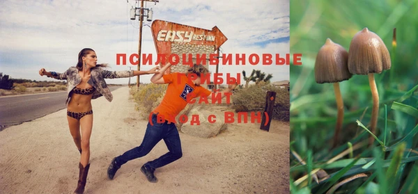 прущие грибы Заволжск